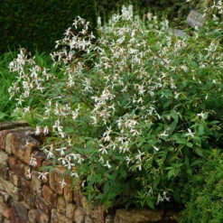 Bowman's Root -Great Garden Plants Shop 572 Gillenia trifoliata 5