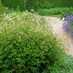 Bowman's Root -Great Garden Plants Shop 572 Gillenia trifoliata 6