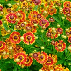 Mariachi™ 'Fuego' Helenium -Great Garden Plants Shop 574 Helenium fuego 3