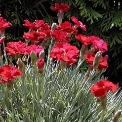 'Frosty Fire' Dianthus -Great Garden Plants Shop 576 2222 popup sw