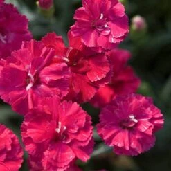'Frosty Fire' Dianthus -Great Garden Plants Shop 576 2226 popup sw