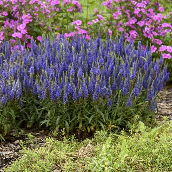 Magic Show® 'Wizard of Ahhs' Spike Speedwell Magic Show® 'Wizard Of Ahhs' Spike Speedwell -Great Garden Plants Shop 57d3d94052c69a0d47188f14f50cb3df