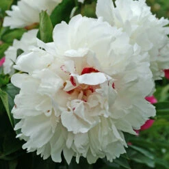 'Festiva Maxima' Peony -Great Garden Plants Shop 580 Paeonia festiva maxima 3