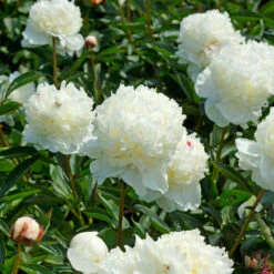 'Festiva Maxima' Peony -Great Garden Plants Shop 580 Paeonia festiva maxima 4