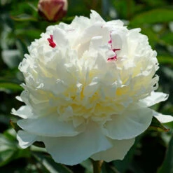 'Festiva Maxima' Peony -Great Garden Plants Shop 580 Paeonia festiva maxima 5