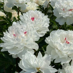 'Festiva Maxima' Peony -Great Garden Plants Shop 580 Paeonia festiva maxima 6
