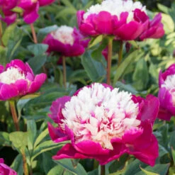 'White Cap' Peony -Great Garden Plants Shop 582 Paeonia white cap 6