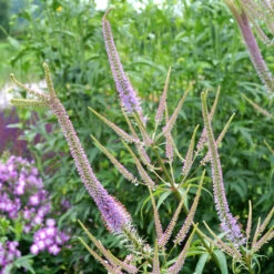 'Fascination' Culver's Root -Great Garden Plants Shop 583 Veronicastrum fascination 3
