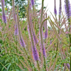 'Fascination' Culver's Root -Great Garden Plants Shop 583 Veronicastrum fascination 4