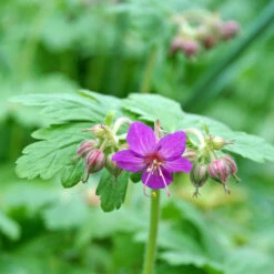 'Bevan's Variety' Cranesbill -Great Garden Plants Shop 584 Geranium bevans variety 3