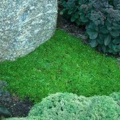 'Jewel Of Desert Topaz' Ice Plant -Great Garden Plants Shop 585 2256 popup sw