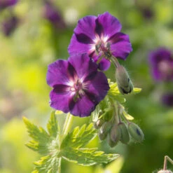 'Raven' Cranesbill -Great Garden Plants Shop 586 Geranium raven 3