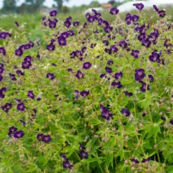 'Raven' Cranesbill -Great Garden Plants Shop 586 Geranium raven 4