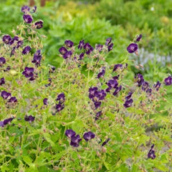 'Raven' Cranesbill -Great Garden Plants Shop 586 Geranium raven 5