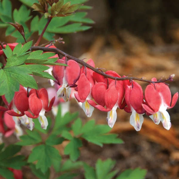Valentine® Bleeding Heart Valentine® Bleeding Heart -Great Garden Plants Shop 594DicentraspectabilisVALENTINE 1