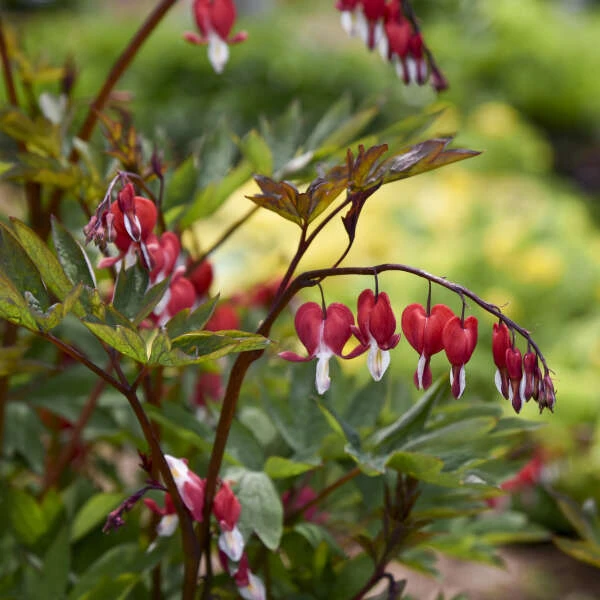 Valentine® Bleeding Heart Valentine® Bleeding Heart -Great Garden Plants Shop 594DicentraspectabilisVALENTINE 4
