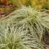 'Feather Falls' Sedge