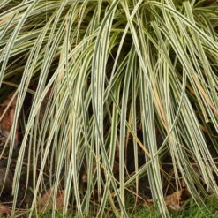 'Feather Falls' Sedge -Great Garden Plants Shop 596CarexFEATHERFALLS 3