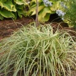 'Feather Falls' Sedge -Great Garden Plants Shop 596CarexFEATHERFALLS 4