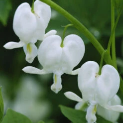 White Bleeding Heart -Great Garden Plants Shop 597Dicentraspectabilis Alba 3