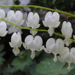 White Bleeding Heart -Great Garden Plants Shop 597Dicentraspectabilis Alba 4
