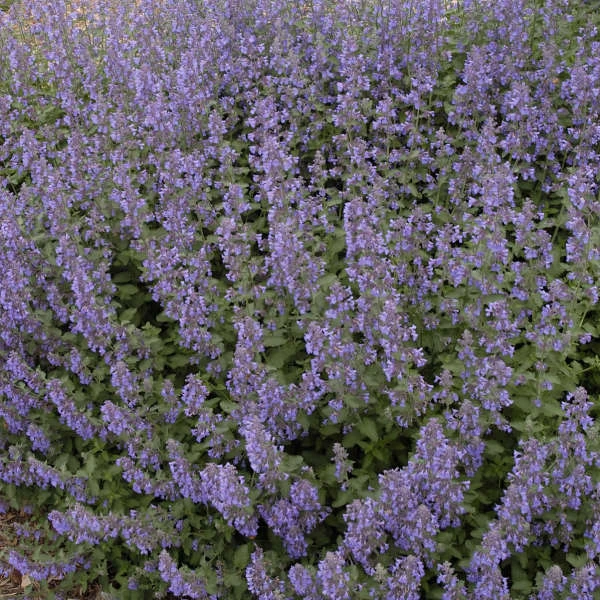 Walker's Low Catmint Walker's Low Catmint -Great Garden Plants Shop 5cdb9a9f455b5c4b370094af297a9747