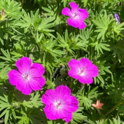 'Max Frei' Bloody Cranesbill 2 'Max Frei' Bloody Cranesbill -Great Garden Plants Shop 604 Geranium max frei 3