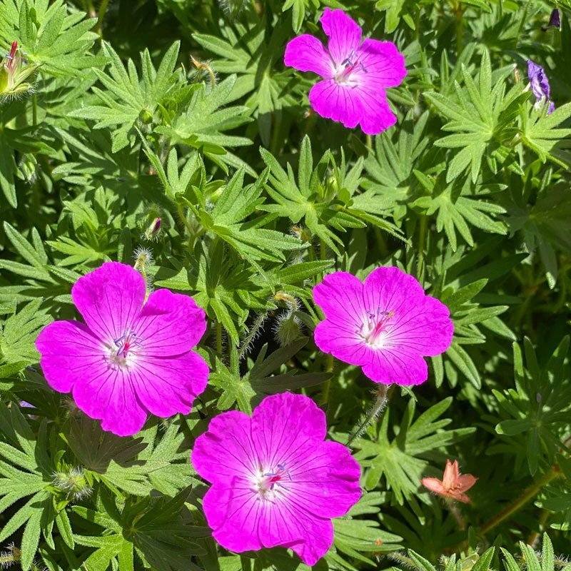'Max Frei' Bloody Cranesbill 'Max Frei' Bloody Cranesbill -Great Garden Plants Shop 604 Geranium max frei 3