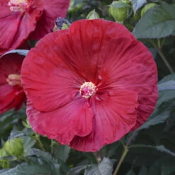 Summerific® 'Cranberry Crush' Perennial Hibiscus 3 Summerific® 'Cranberry Crush' Perennial Hibiscus -Great Garden Plants Shop 607Hibiscus CranberryCrush 4