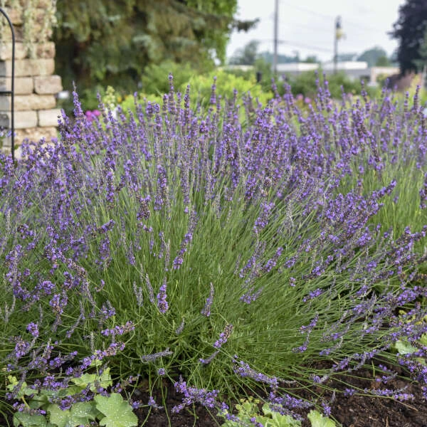Phenomenal® Lavender Phenomenal® Lavender -Great Garden Plants Shop 60dc7bc97d050f75eb374f7b7ee5fd10