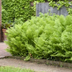 Ostrich Fern -Great Garden Plants Shop 626543a673f8afd08445d32991d15d27
