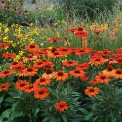 Kismet® Intense Orange Coneflower 2 Kismet® Intense Orange Coneflower -Great Garden Plants Shop 626 2857 popup