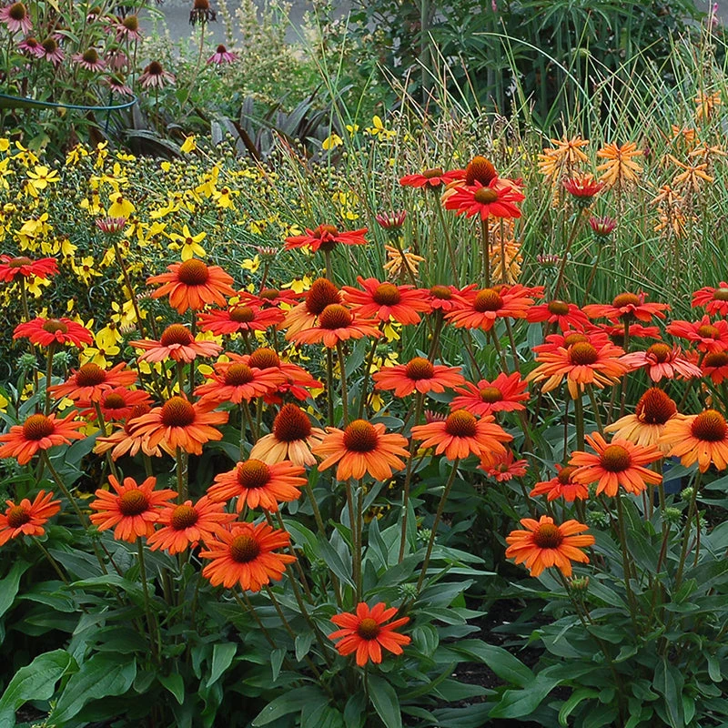 Kismet® Intense Orange Coneflower Kismet® Intense Orange Coneflower -Great Garden Plants Shop 626 2857 popup