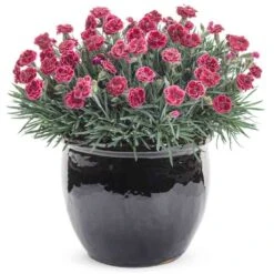 Fruit Punch® 'Black Cherry Frost' Dianthus -Great Garden Plants Shop 634 2695 popup