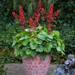 Dolce® 'Appletini' Coral Bells -Great Garden Plants Shop 635 2698 popup