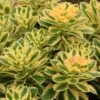 'Atlantis' Stonecrop