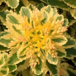 'Atlantis' Stonecrop -Great Garden Plants Shop 639 2718 popup e5add1f9 3377 4841 ac33 76dffe76c01b