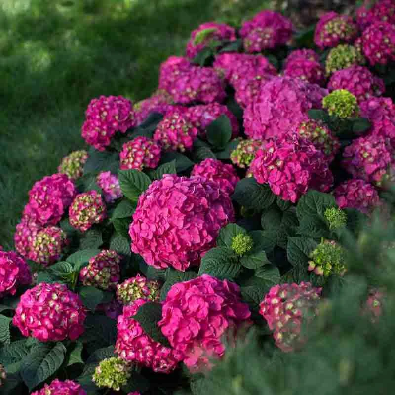 Endless Summer® Summer Crush® Bigleaf Hydrangea Endless Summer® Summer Crush® Bigleaf Hydrangea -Great Garden Plants Shop 640 2720 popup