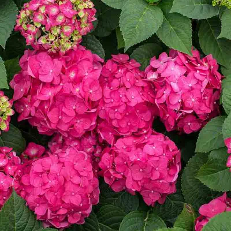 Endless Summer® Summer Crush® Bigleaf Hydrangea Endless Summer® Summer Crush® Bigleaf Hydrangea -Great Garden Plants Shop 640 2721 popup