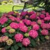 Endless Summer® Summer Crush® Bigleaf Hydrangea