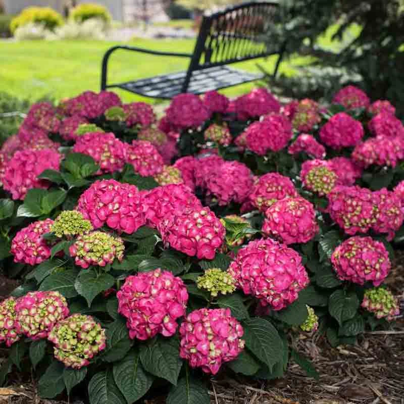 Endless Summer® Summer Crush® Bigleaf Hydrangea Endless Summer® Summer Crush® Bigleaf Hydrangea -Great Garden Plants Shop 640 2722 popup