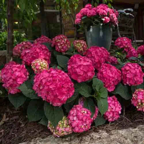 Endless Summer® Summer Crush® Bigleaf Hydrangea Endless Summer® Summer Crush® Bigleaf Hydrangea -Great Garden Plants Shop 640 2723 popup