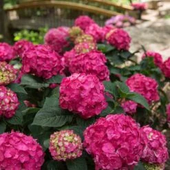 Endless Summer® Summer Crush® Bigleaf Hydrangea 2 Endless Summer® Summer Crush® Bigleaf Hydrangea -Great Garden Plants Shop 640 2724 popup