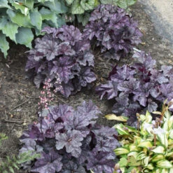 Dolce® 'Frosted Berry' Coral Bells -Great Garden Plants Shop 654 Dolce Frosted Berry Heuchera 3