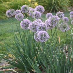 'Bubble Bath' Allium -Great Garden Plants Shop 658 Bubble Bath Allium 2