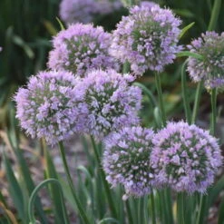 'Bubble Bath' Allium -Great Garden Plants Shop 658 Bubble Bath Allium 3