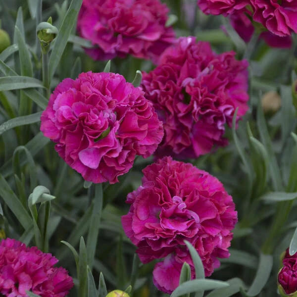 Fruit Punch® 'Funky Fuchsia' Dianthus Fruit Punch® 'Funky Fuchsia' Dianthus -Great Garden Plants Shop 661 Fruit Punch Funky Fuchsia Dianthus 1