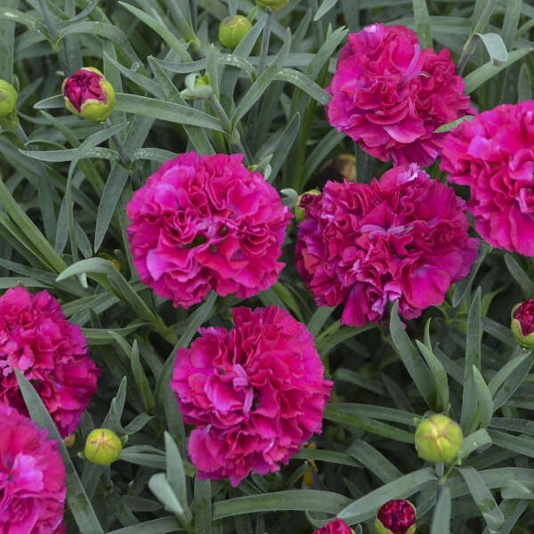 Fruit Punch® 'Funky Fuchsia' Dianthus Fruit Punch® 'Funky Fuchsia' Dianthus -Great Garden Plants Shop 661 Fruit Punch Funky Fuchsia Dianthus 2