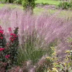 'Undaunted' Muhlygrass -Great Garden Plants Shop 665 Undaunted Muhlygrass 3