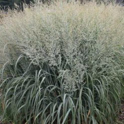 Prairie Winds® 'Niagara Falls' Switchgrass